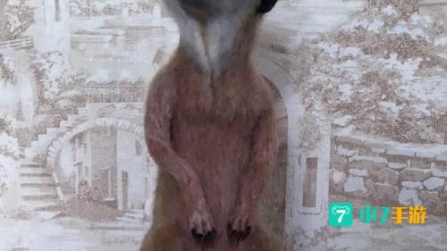 猫鼬材料
