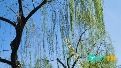 朱雀之章