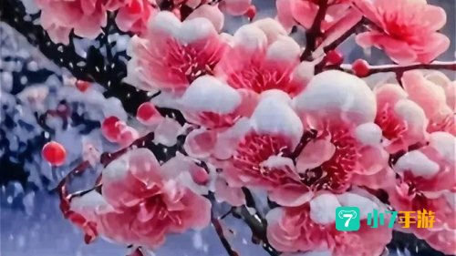 梅花视频