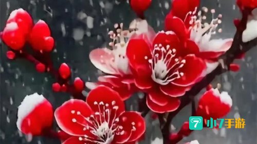 梅花视频